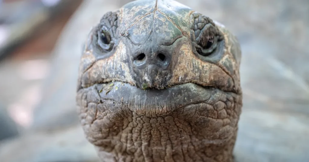 How Long Do Tortoises Live