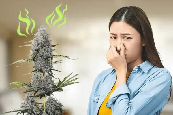 How to Get Rid of Weed Smell