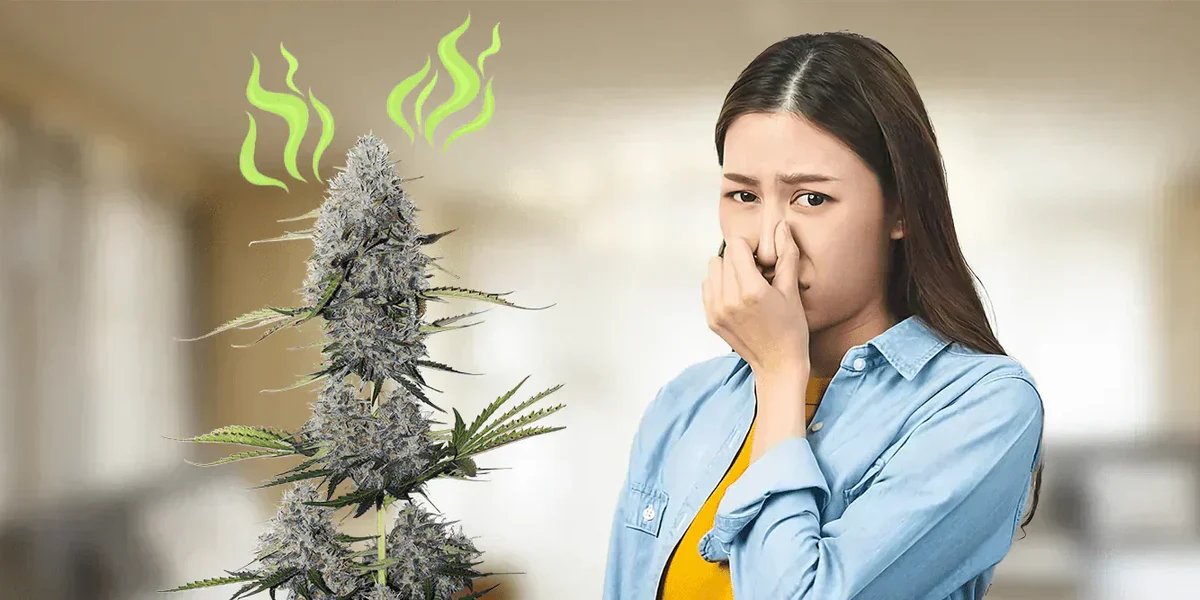 How to Get Rid of Weed Smell