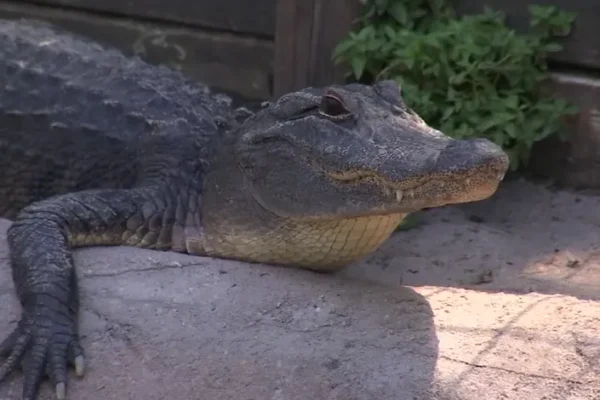 Gator Jungle in Plant City 1990