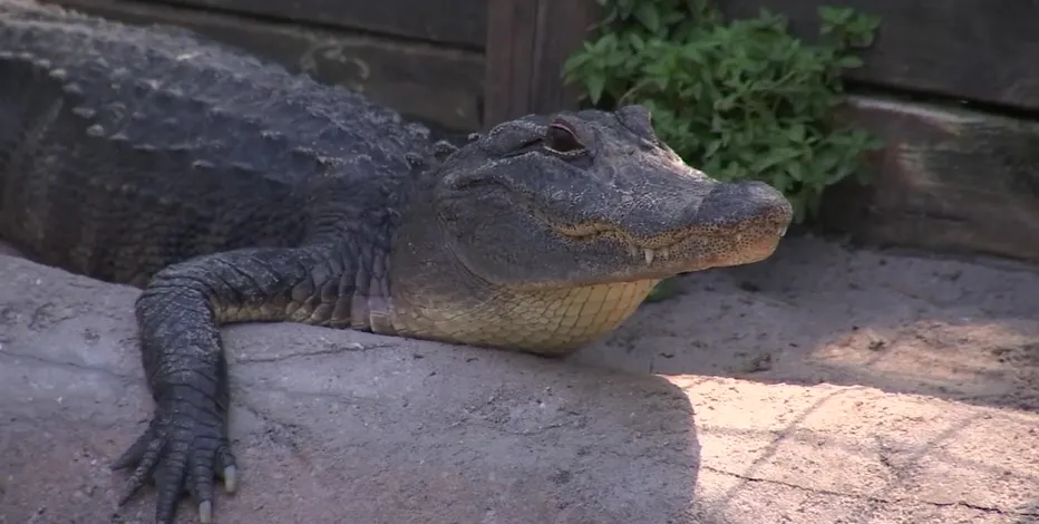 Gator Jungle in Plant City 1990