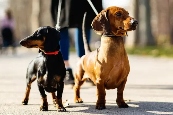 Why Dachshunds Are the Worst Breed