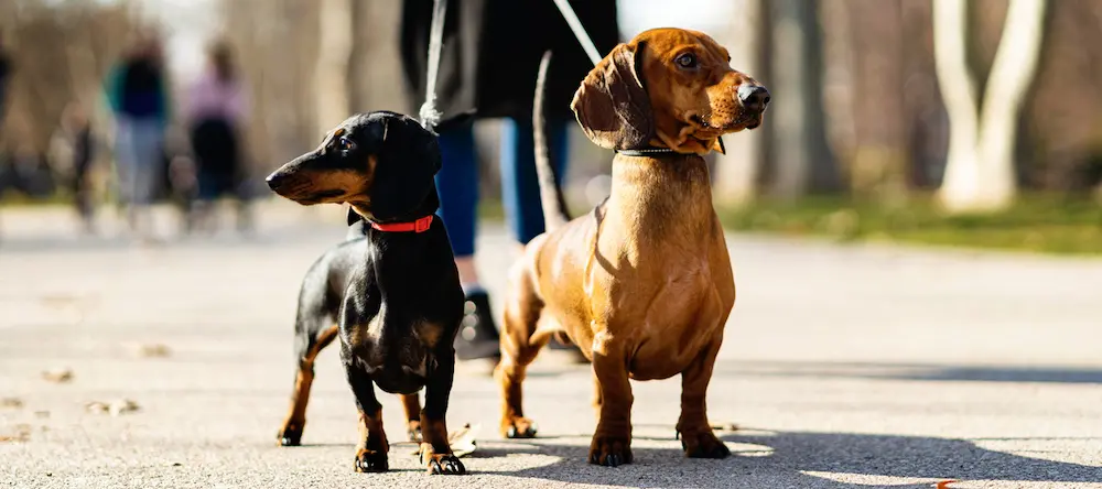 Why Dachshunds Are the Worst Breed