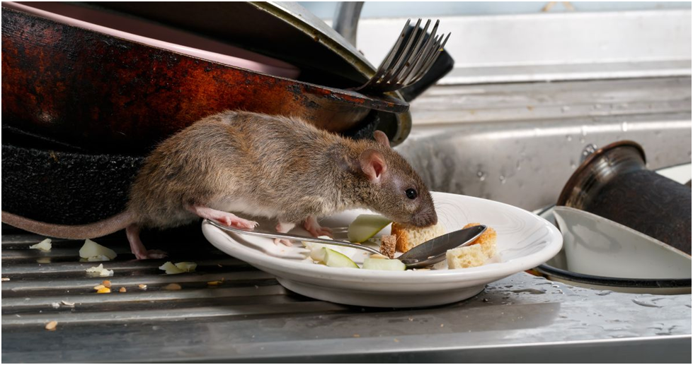 Rat Infestations in Texas: Understanding the Causes and Solutions