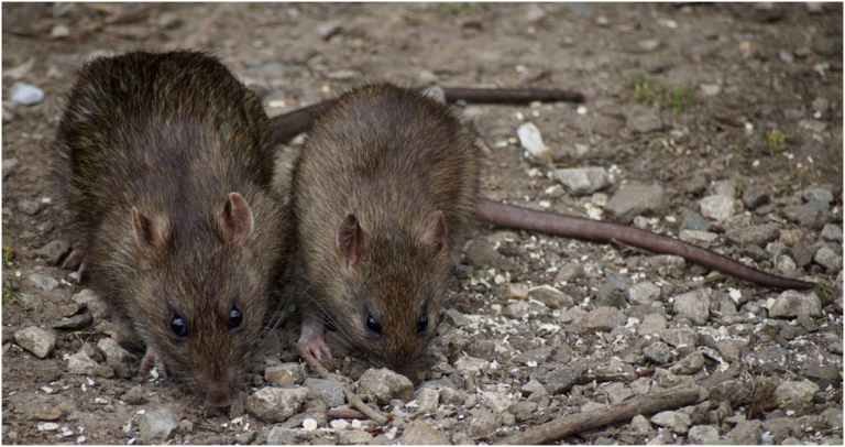 Channel Rats Texas Rat Infestations in Texas: Understanding the Causes and Solutions - RM ...