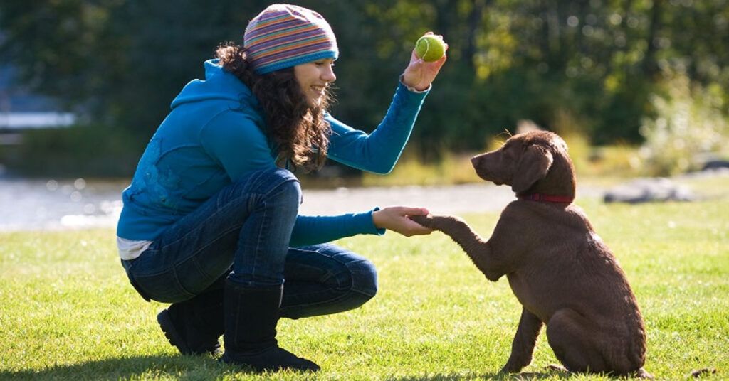 Bubble Theory Dog Training