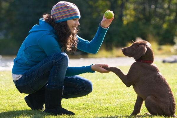 Bubble Theory Dog Training