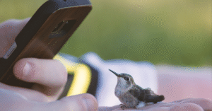 Little Bird AI