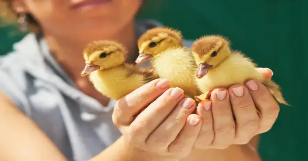 https://pollo.info/criar-patitos