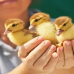 https://pollo.info/criar-patitos