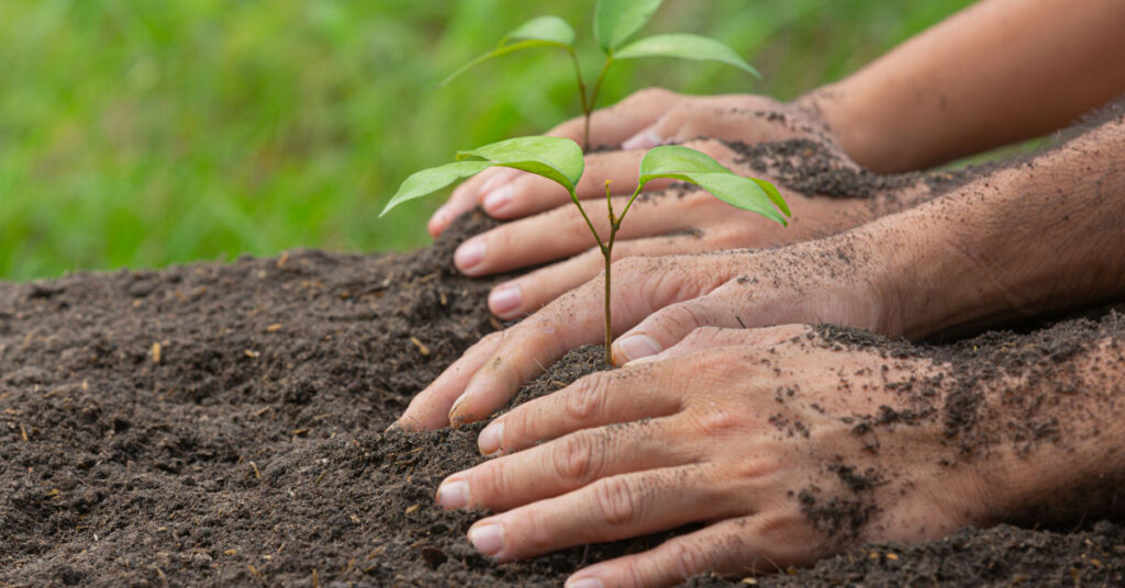 Plantation Drive