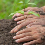 Plantation Drive