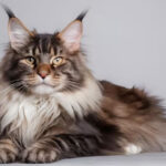 Maine Coon Price