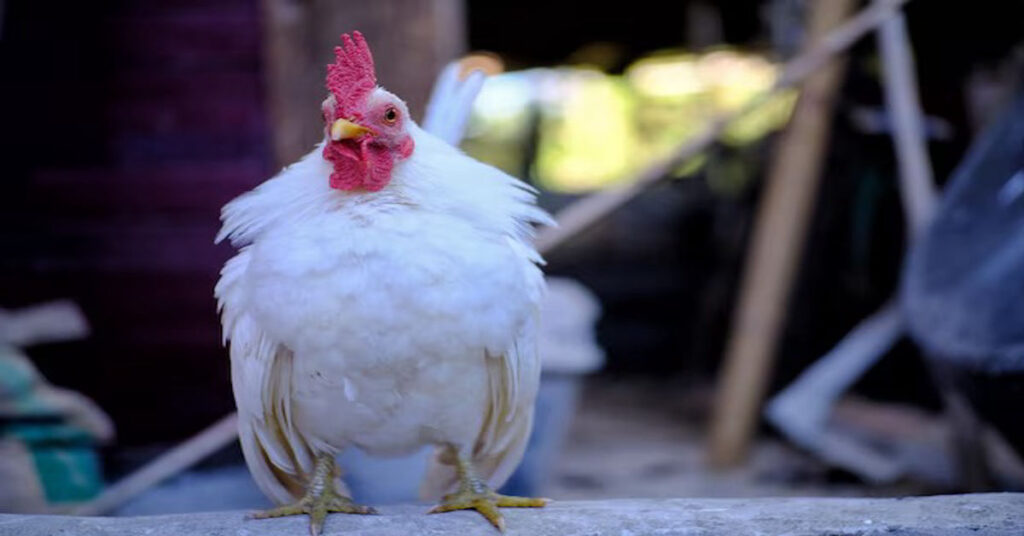 Fur Hen