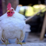 Fur Hen
