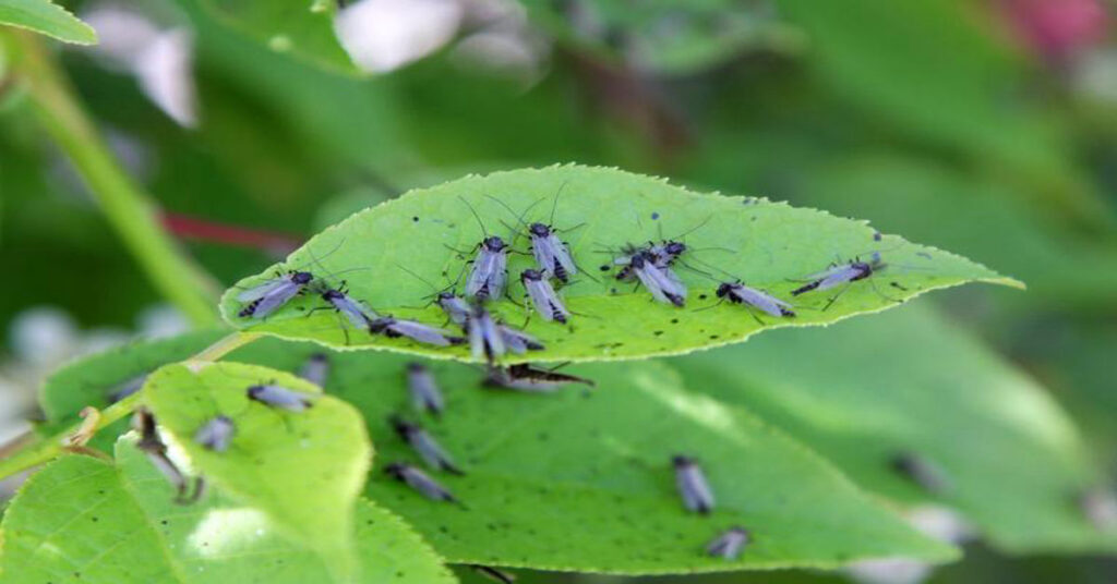 How to Get Rid of Gnats