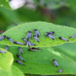 How to Get Rid of Gnats