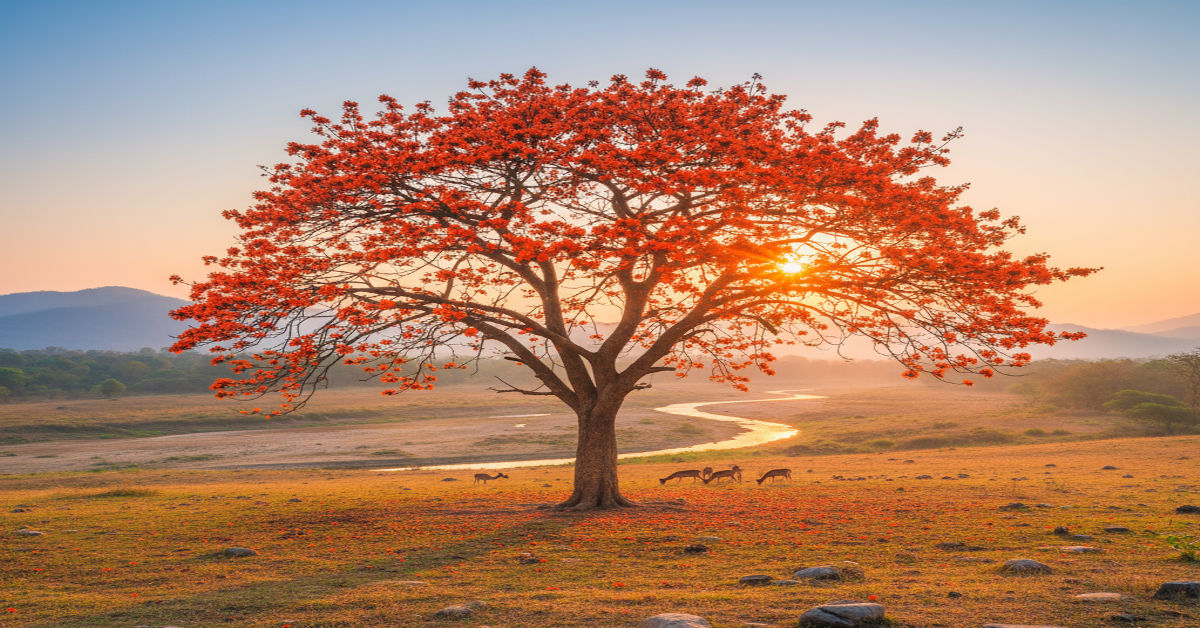 Palash Tree