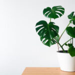 Monstera Plant