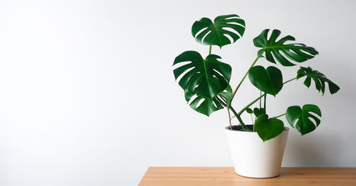 Monstera Plant