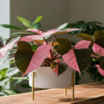 Pink Princess Philodendron