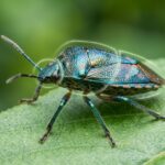 are-insects-animals