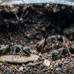 Do Ants Sleep? The Surprising Science Behind Ant Rest Cycles