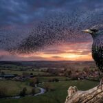 Starling: Facts, Behaviour, Appearance and Murmurations