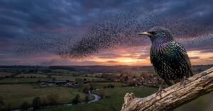 Starling: Facts, Behaviour, Appearance and Murmurations